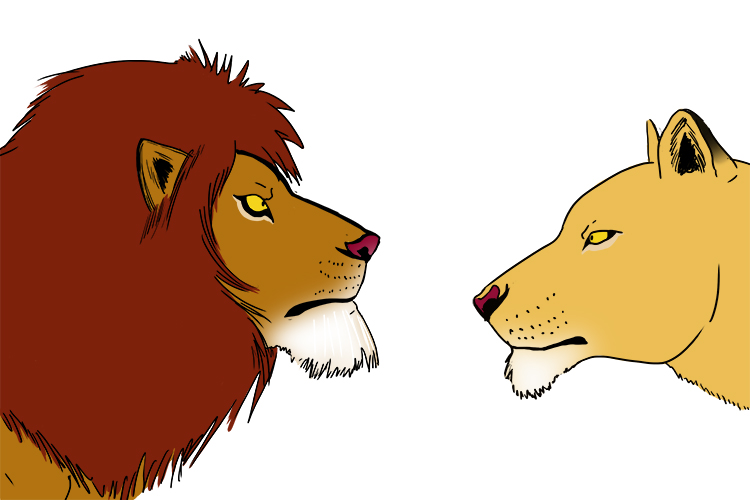 Female and male lions look different